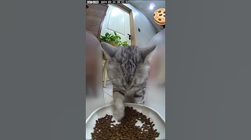 Hungry Cat Eats with Both Paws | Cute and Funny Cat Moment