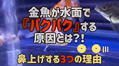 要注意 熱帯魚や金魚が水面で口をパクパクさせる2つの原因と解決策 Youtube