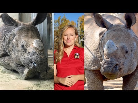 How Denver Zoo Got Its Greater One-Horned Rhino Pregnant