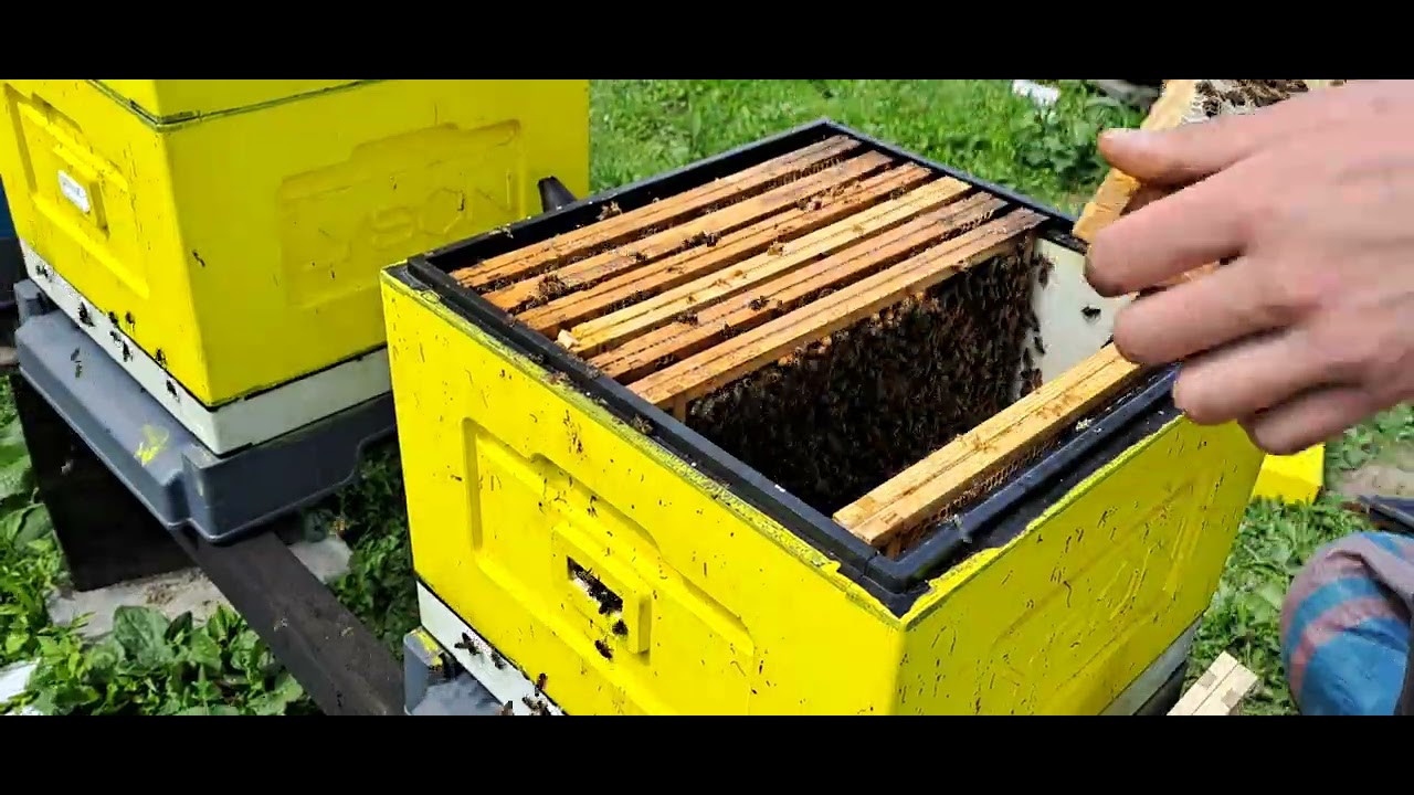 wymiana ramek w gnieździe po miodobraniu