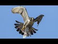 Сокол Сапсан поймал голубя. Peregrine Falcon caught a dove.