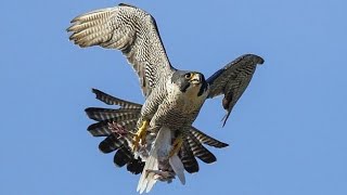 Сокол Сапсан поймал голубя. Peregrine Falcon caught a dove.