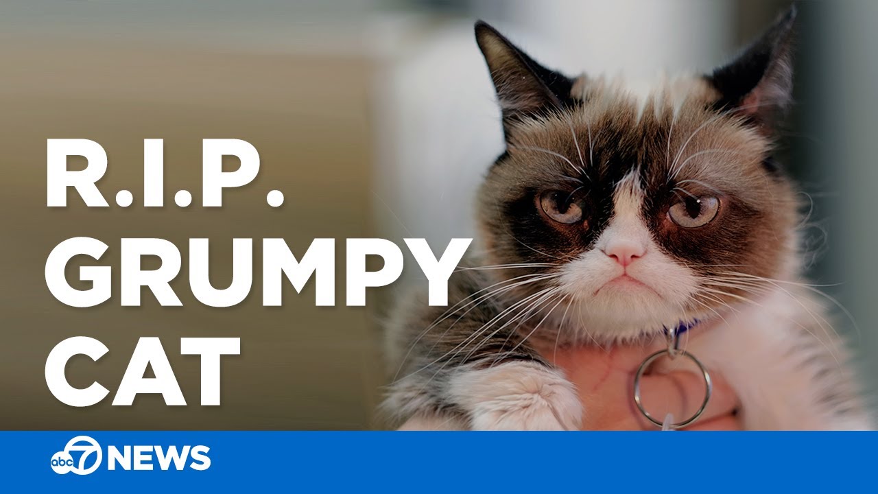 Grumpy Cat's Death Marks the End of the Joyful Internet