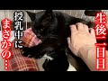 野良猫が産んだ生後二日目の仔猫…授乳中に母猫がまさかの…