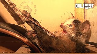 A Kitten Covered In Goo From A Glue Trap