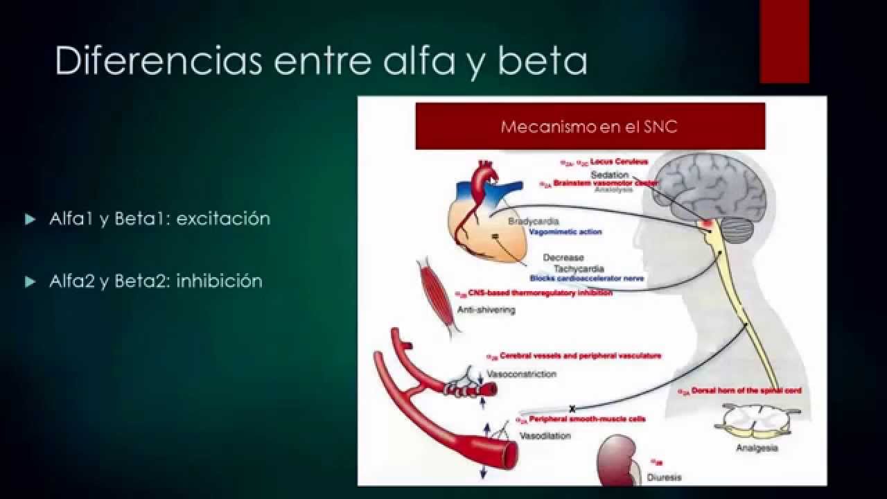 Mecanismo De Accion De La Xilacina