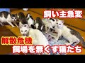 飼い主急変で解散宣言された猫の達【保護猫】【野良猫】【子猫】【多頭飼育】