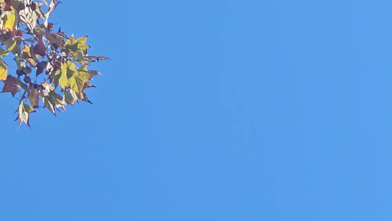 November 2025 - Restaurantosaurus At Disneys Animal Kingdom  // CULINARY Restaurant 