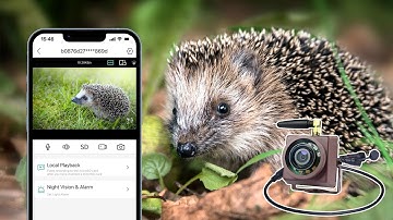 How to install WiFi bird box camera to watch Hedgehog Box