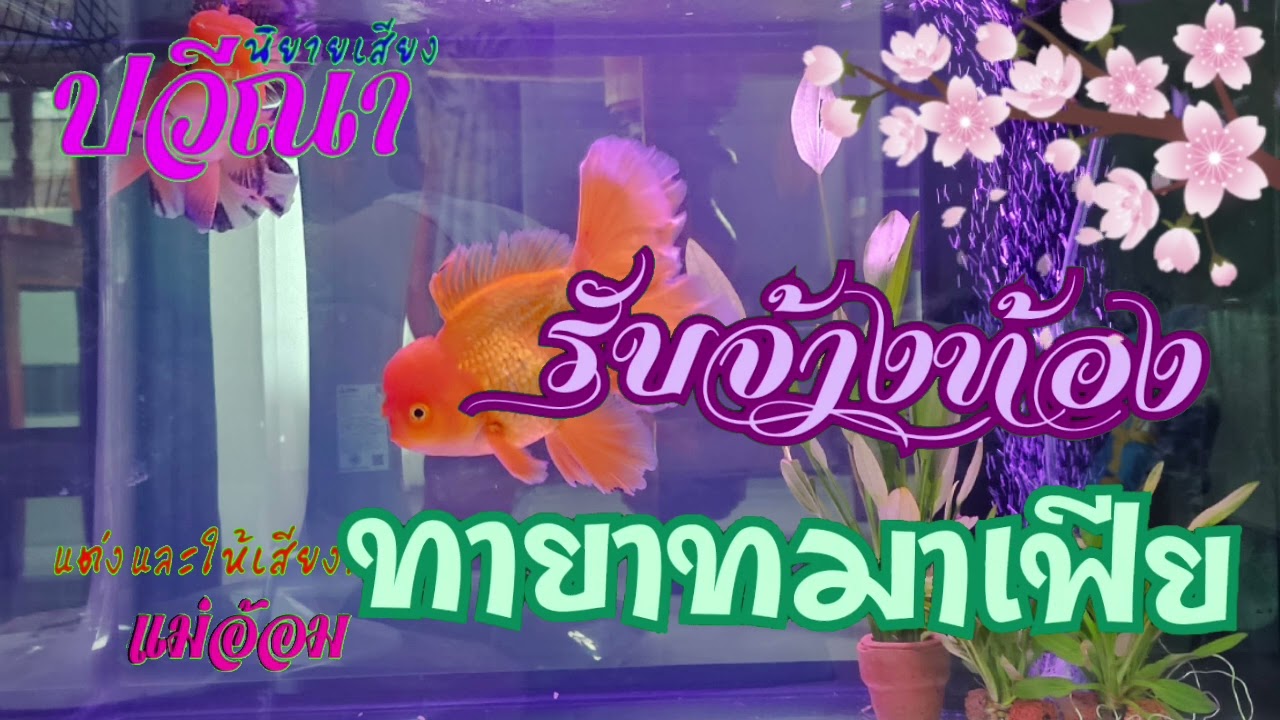 รับจ้างท้องทายาทมาเฟีย(จบในตอน) #นิยายเสียง #meeaom