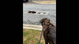 Sophie wouldn’t stop staring at the storm drains.