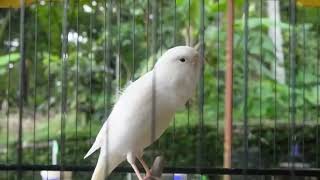 Suara Jernih: Pelatihan Harian Burung Kenari Belgia