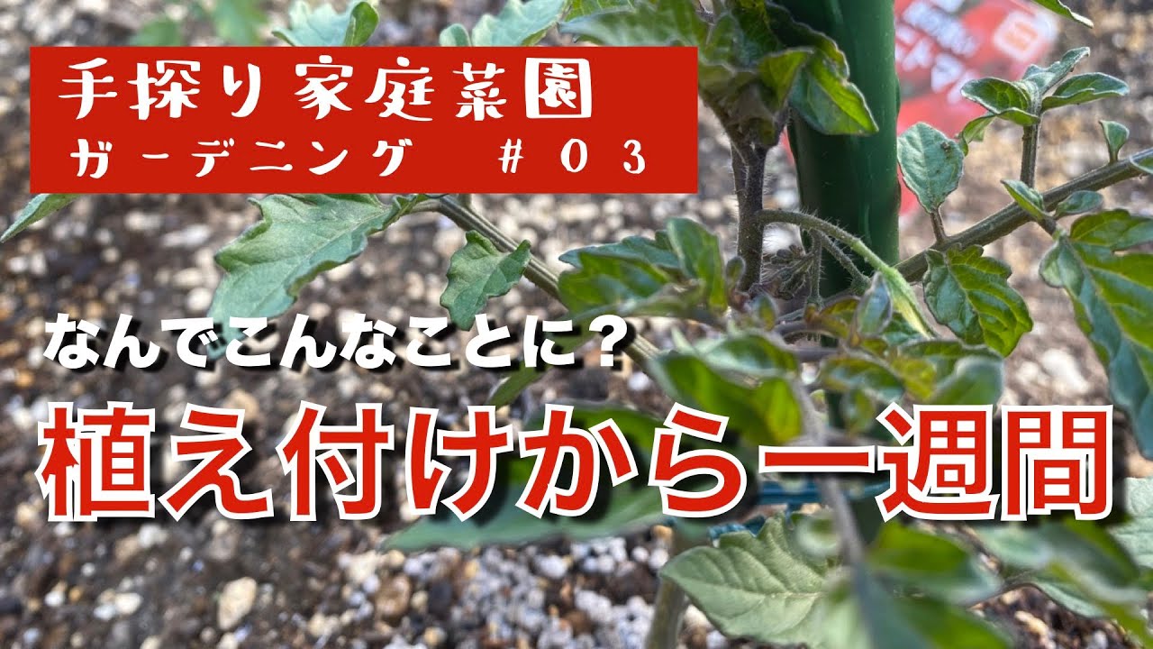 ガーデニング 03 夏野菜の苗を植え付けた翌日暴風雨 果たして一週間後の様子はいかに 家庭菜園 初心者 Youtube