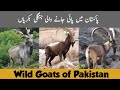 Wild goats of pakistan  markhor  himalayan ibex  sindh ibex  wildlife of pakistan