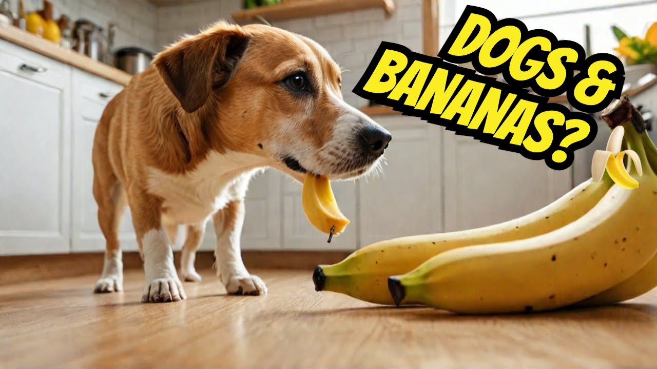 Can Dogs eat bananas🍌