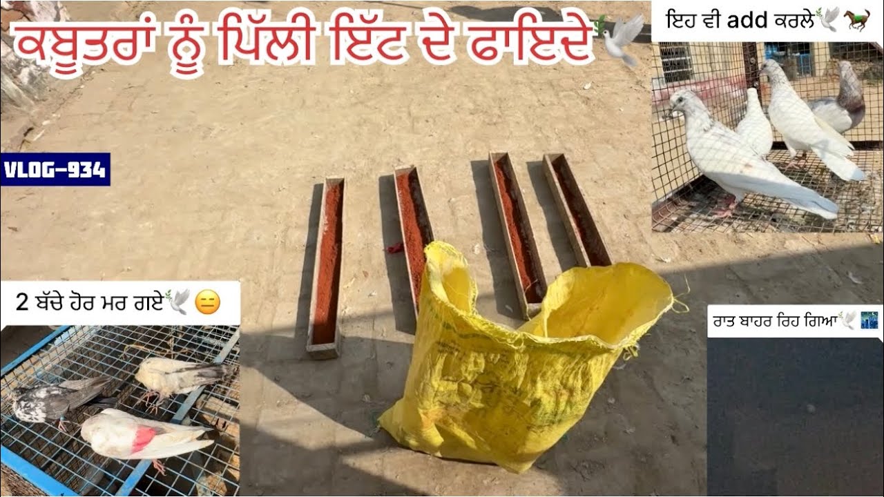 ਲਓ ਜੀ, ਅੱਜ ਵੱਡੇ ਕਬੂਤਰਾਂ ਨੂੰ ਪਿੱਲੀ ਇੱਟ ਪਾਈ🕊️✅|| 4-5 ਪੱਠੇ-ਪੱਠੀਆ ਹੋਰ add ਕਰਲੇ ਉੱਡਾਉਣ ਵਾਲਿਆਂ ਚ…