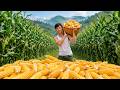 Full Video: A Bumper Harvest Season – The Rewards of Relentless Hard Work
