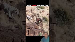 when tigers hunt baboons #tiger #lion #baboon #youtubeshorts #hunting #shorts