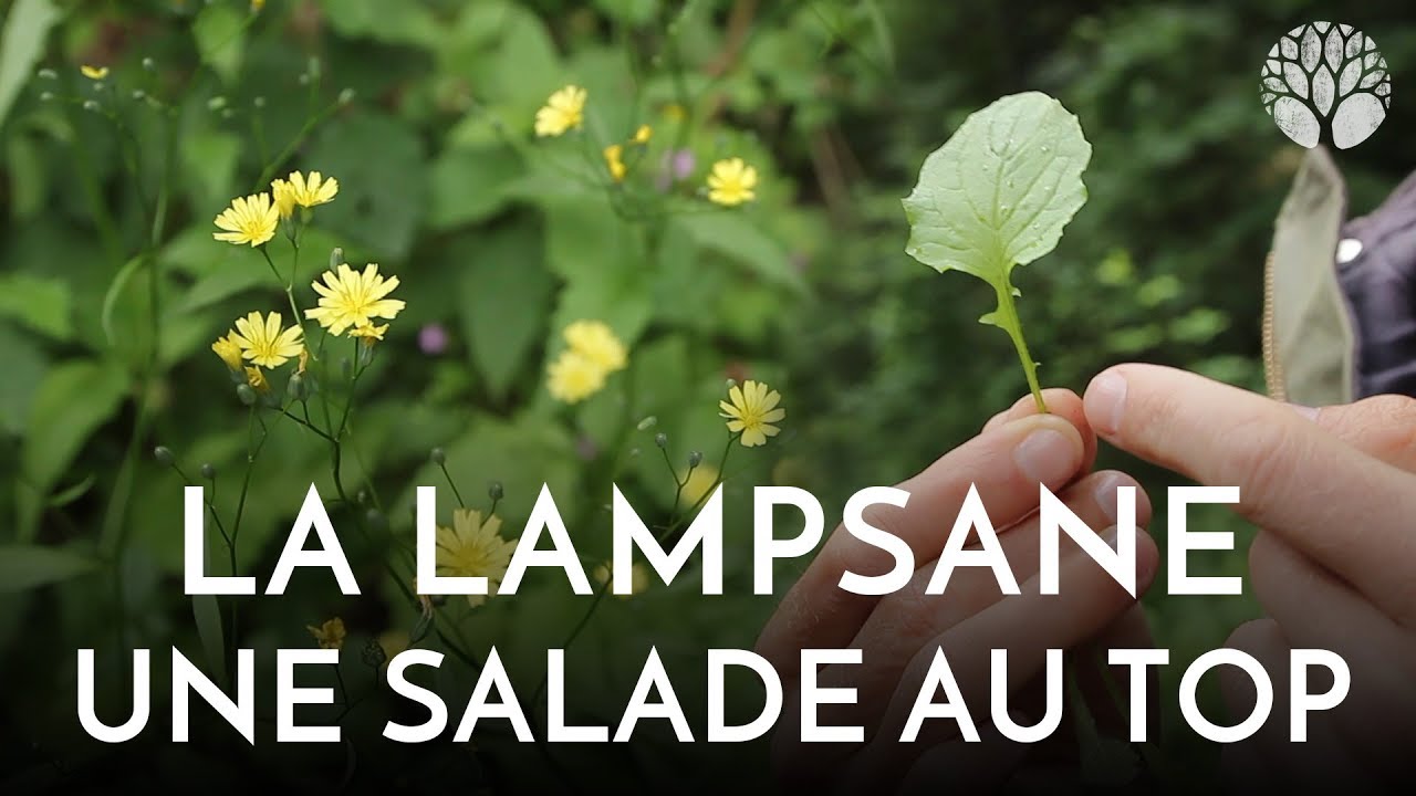 La Lampsane Commune Super Plante Sauvage Comestible Youtube