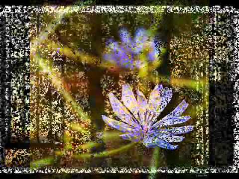MARIPOSA DE OTOÑO.wmv