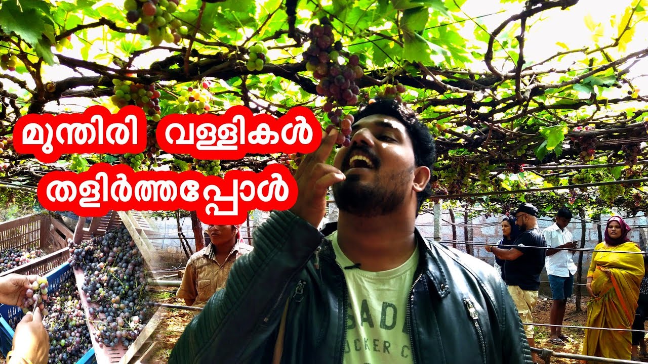 Jenis Grape Farm Cumbum EP 22 Kumily YouTube