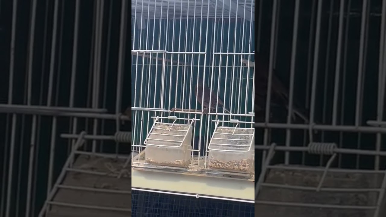 pied cock linnet (1)gescheckter Hänfling, linnet pied,  fanello pezzato, bont kneu