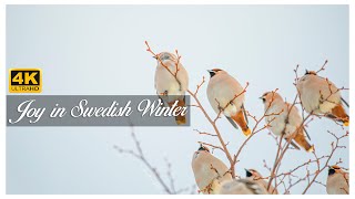 Joy in Swedish Winter 4K| Bohemian Waxwing season Relaxing | Swedish Winter Vlog