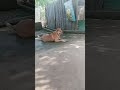 Dog 15 #shorts