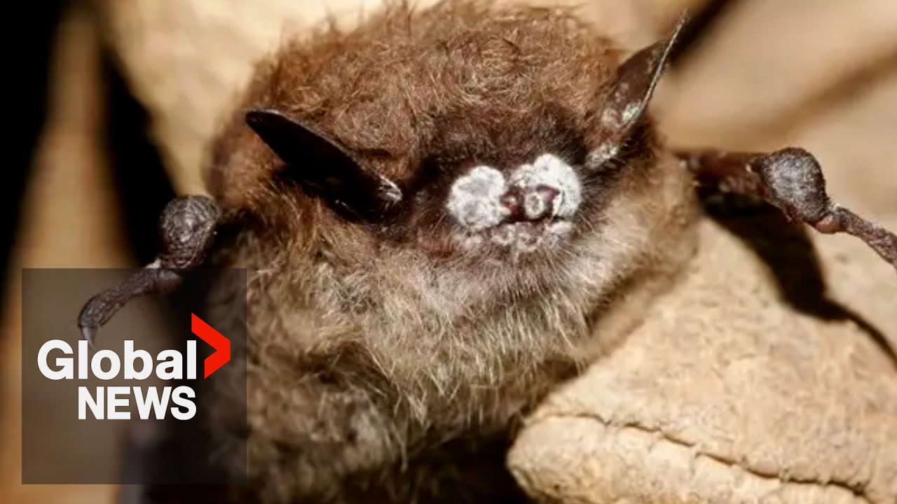 Deadly bat fungus ‘white-nose syndrome’ found in Alberta