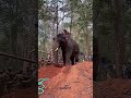 💥Kerala no-1 elephant konni surendran first to wild elephant 🐘