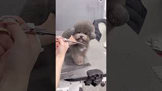 CUTEST BICHON FRISE'S PATIENCLY ENJOYING FACELIFT SESSIONS ☺ #cutedog #dog #puppy #shortsvideo
