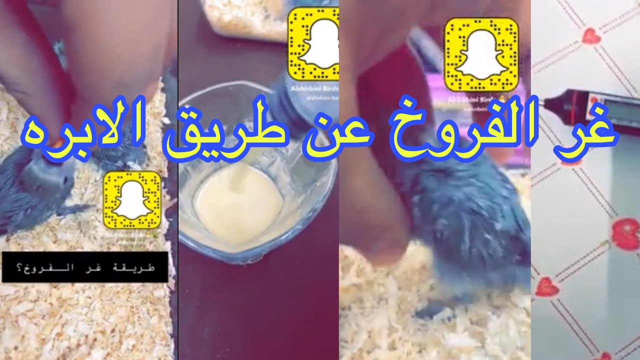 طريقة غر فروخ الروز 