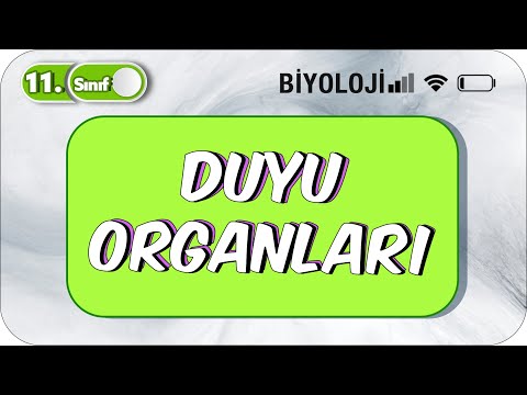 Duyu Organları | Tek Videoda Anlatım | 11. Sınıf Biyoloji  #2023