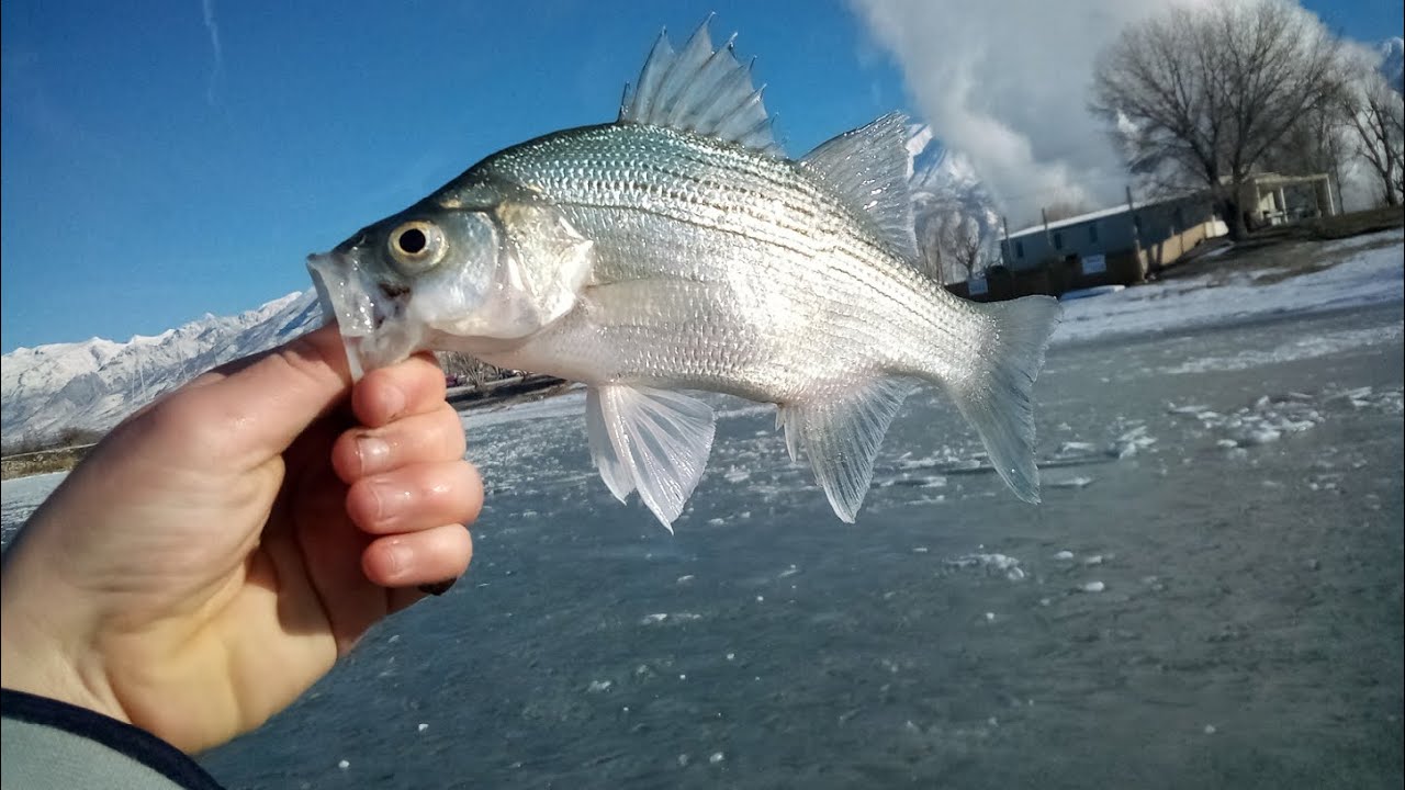 Ice fishing Utah lake 2022! (White bass slay!)
