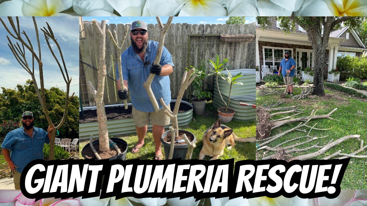SAVING GIANT PLUMERIA TREES!!! | Planting HUGE Frangipani Cuttings!