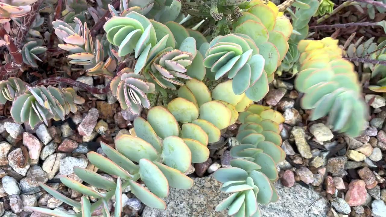 Bahcede sukulent bakimi var