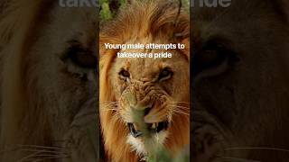 #lion #wildlife