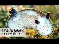 Sea Bunny facts: the Cutest Sea Slug | Animal Fact Files