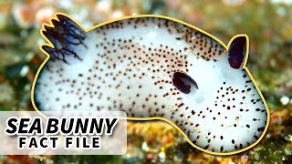 Sea Bunny facts: the Cutest Sea Slug | Animal Fact Files