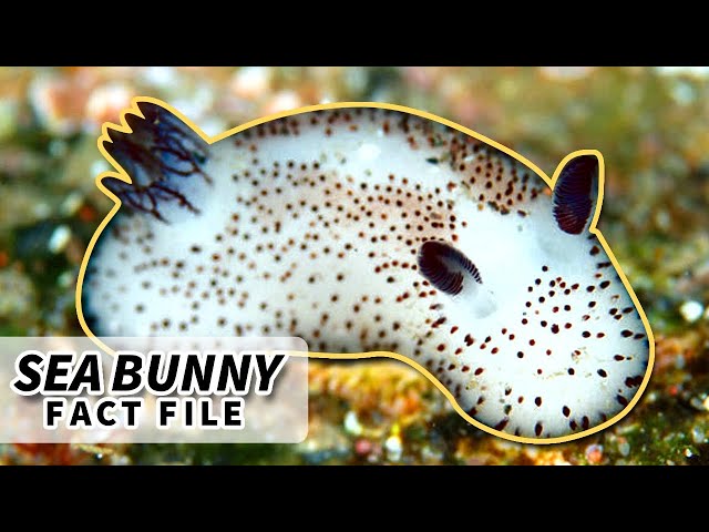 Sea Bunny facts: the Cutest Sea Slug | Animal Fact Files class=