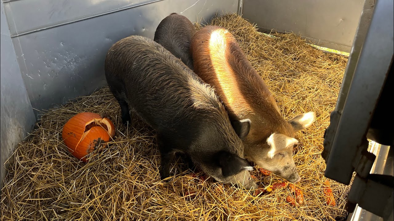 Off to Market 11.25(201)