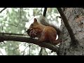 Белка мамаша щелкает орешки | Mother squirrel cracking nuts