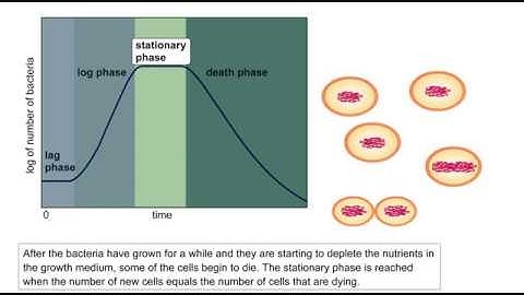 Bacterial Growth Full Animation Video | ScienceRoot