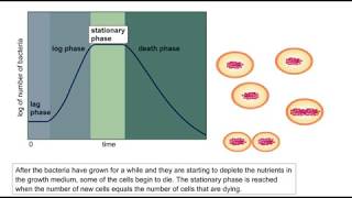 Bacterial Growth Full Animation Video | ScienceRoot