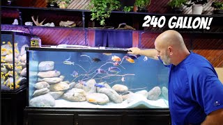 I Built The Best Aquarium Environment For Cichlids, 240g Peacock And Hap Tank