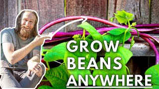 How to Grow Beans in Pots or Buckets (Even in Small Spaces)