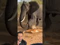 Wildliferescue Wildlife شوفي زي الفنقص الغزالة 