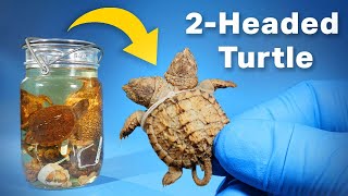 Opening a Jar of Snapping Turtles