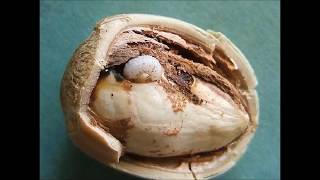 Fındık Kurdu (Curculio nucum)