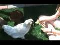 Chicken Coop Tour Chicken Coop Tour